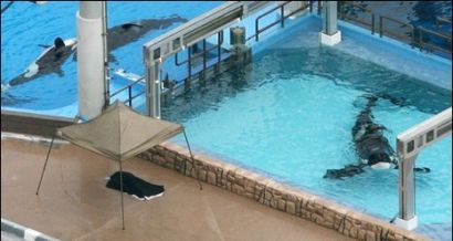 tilikum dawn attack kills whale brancheau killer footage seaworld orca why problem trainer want wants their captivity sources alleged although