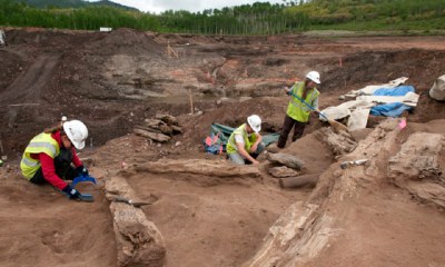 Pterosaur fossil