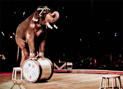 UK bans circus animals