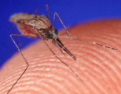 Malaria mosquitoes