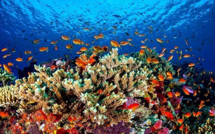 great barrier reef is dead