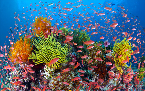 great barrier reef is dead